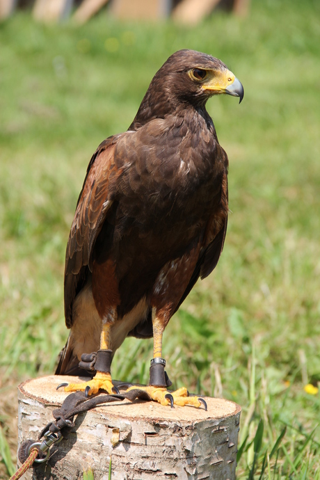 Roef de roofvogel