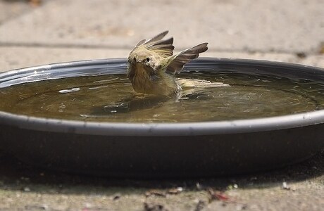 Verkoeling in het badje ... foto 1