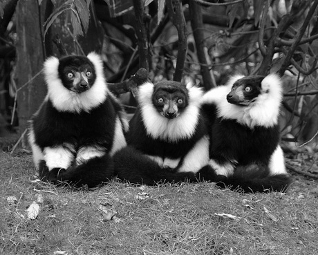 Three wise monkeys......