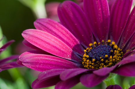 Spaanse Margriet macro