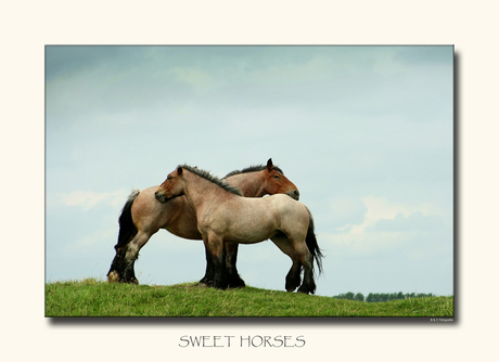 Sweet Horses