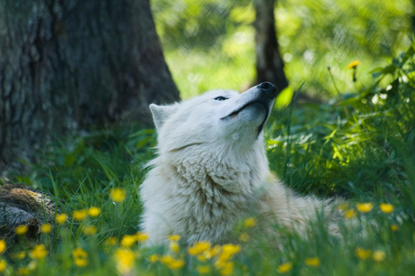 Witte Wolf