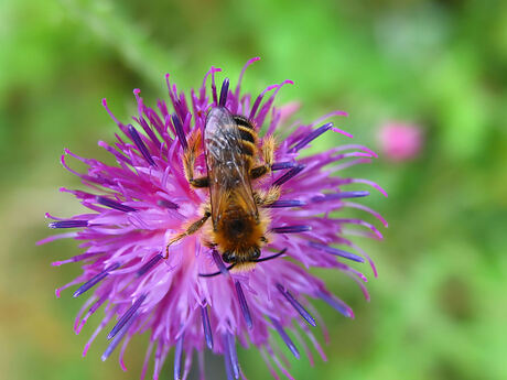 Bij op bloem 2