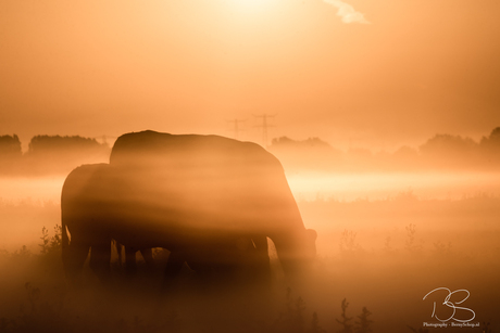 Zonsopkomst Hoeksche Waard