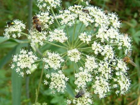 Bloem en beestjes