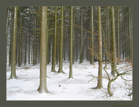 Sneeuwjacht Ardennen