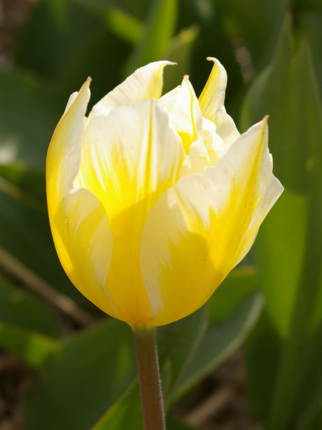 geel tulpje