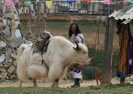 White Yak