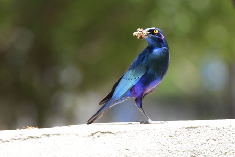 Glossy starling