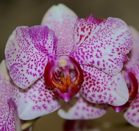 een orchidee