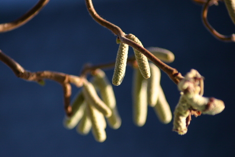 Vroege lente