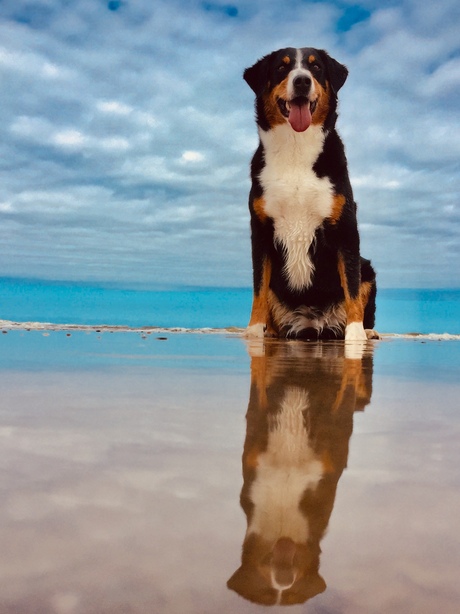 Appenzeller aan de kust van de noordzee