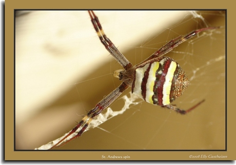 St. Andrews Spider