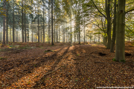 Lage Vuursche Bos (II)