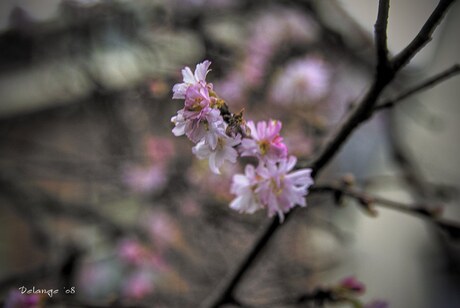 Lente in de lucht