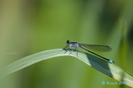 Variabele waterjuffer