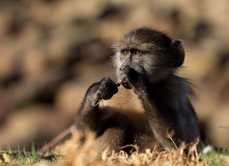 Little baboon