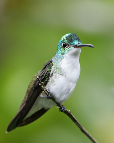 Andean Emerald