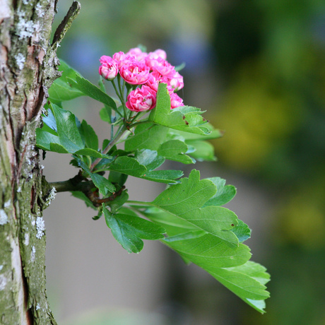 Op de lente