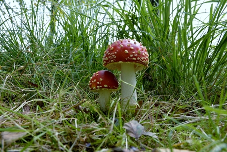 Paddestoelen