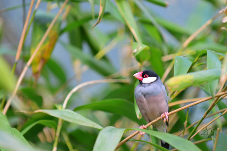 Rijstvogel