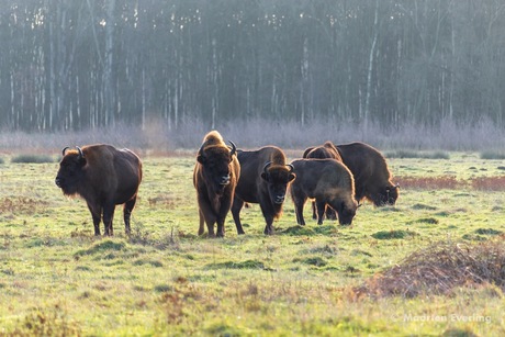 Wisenten in de ochtendzon