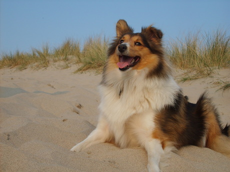 sheltie fleur