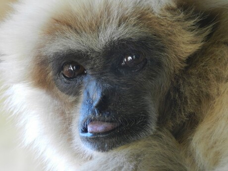 Gibbon