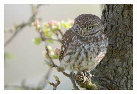 Friendly Little Owl