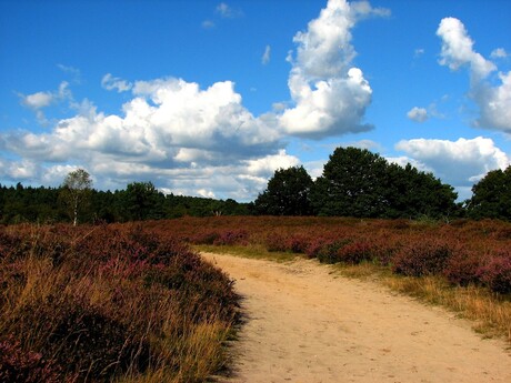 Zonnige heide