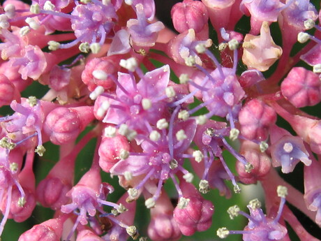 Bloemetjes hortensia