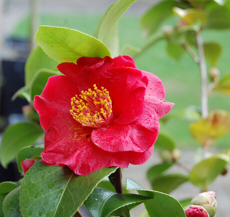 Camelia