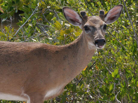 Hert in Florida