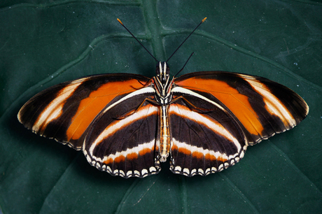 Tiger Butterfly