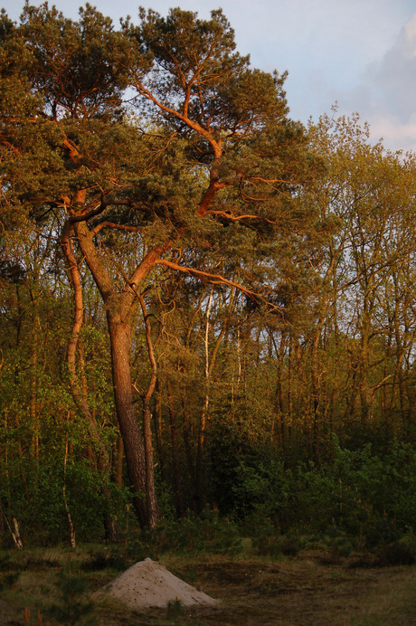 Boom in avondzon