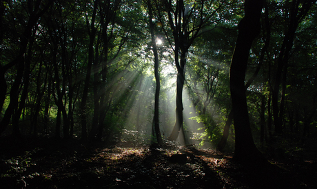 Speulderbos in ochtendlicht