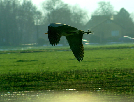 Reiger