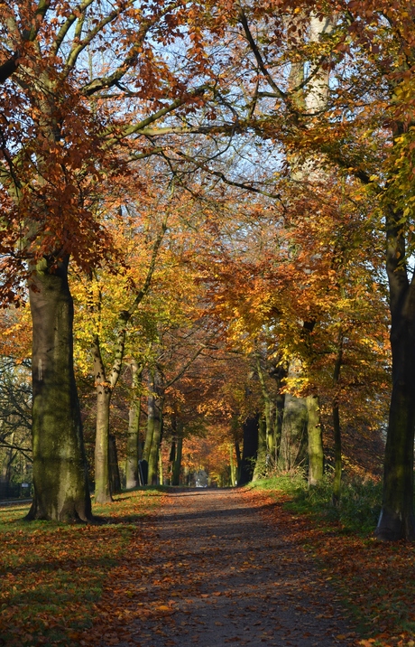 Herfst in het Hof