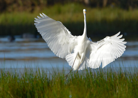 Grote Zilverreiger bij de landing.