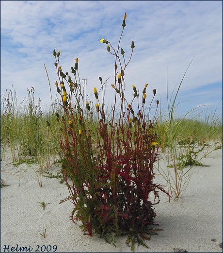 paardebloem in Texelse duinen.