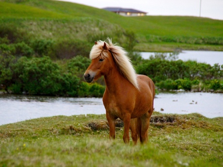 Przewalski paard op Ijsland
