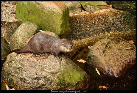 otter deel 2