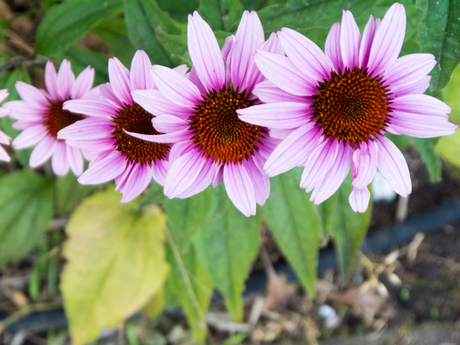 rijtje bloemen