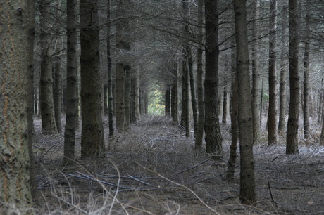 Stiphoutse bossen