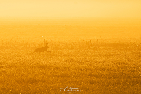 Rabbit in the field