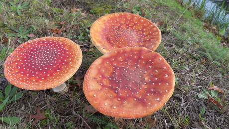 trio paddenstoelen