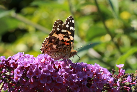 Vlinder in eigen tuin