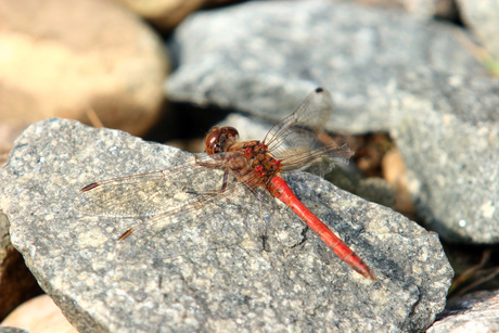 Gewone heidelibel