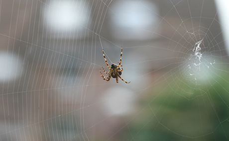 spin hersteld zijn web