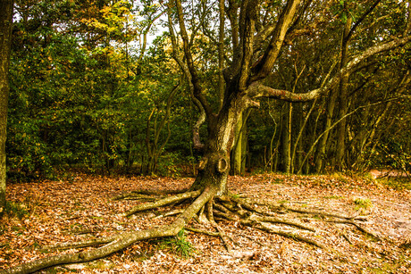 mooie zomer kleuren in het bos